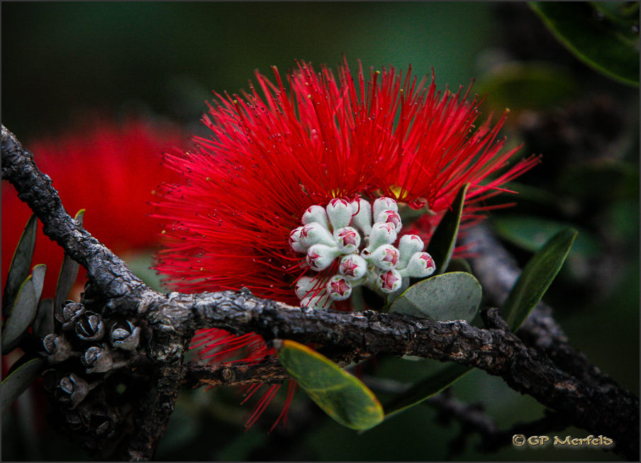 Ohia Lehua: Blooming Buds