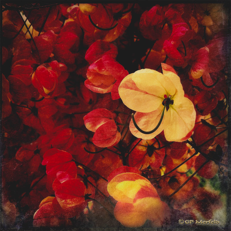 Volcanic Showers IV