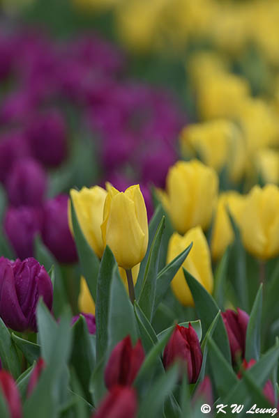 Tulip DSC_3218