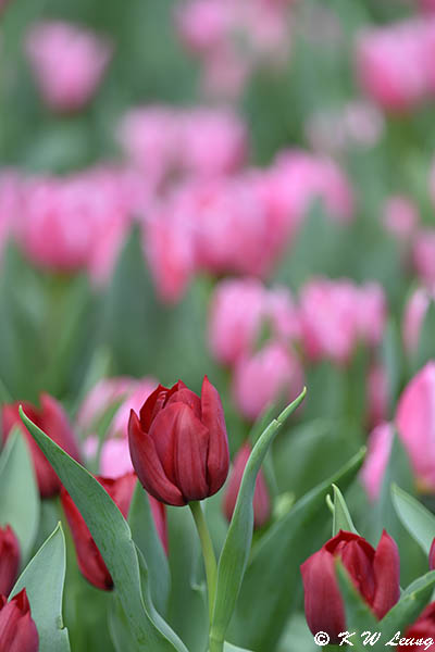 Tulip DSC_3240