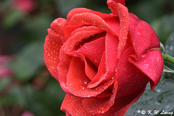 Rose DSC_3605