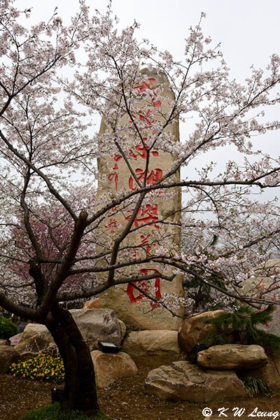 East Lake Cherry Blossom Park DSC_4497