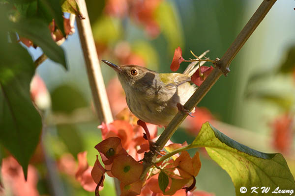 Common Tailorbird DSC_5450