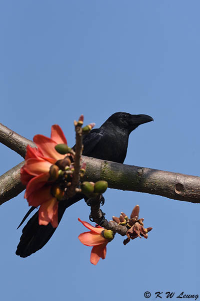 Large-billed Crow DSC_8879