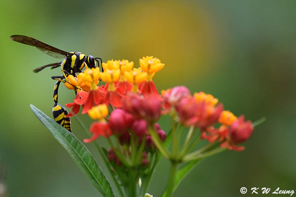 Potter wasp DSC_1790