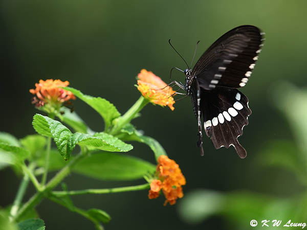 Papilio polytes DSC_4292