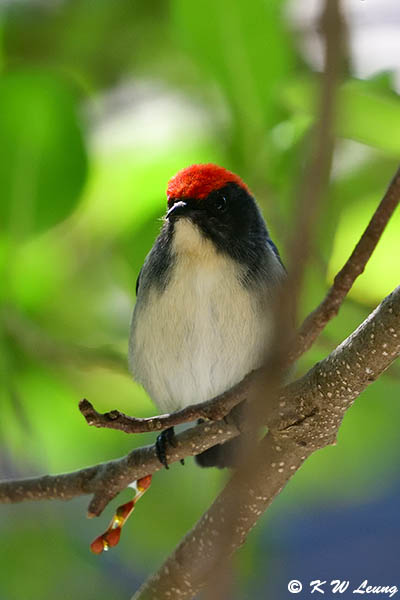 Scarlet-backed Flowerpecker DSC_0962