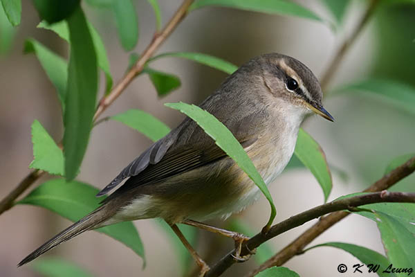 Dusky Warbler DSC_2004