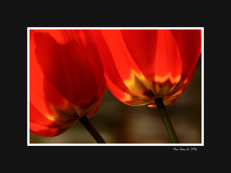 Two red tulips