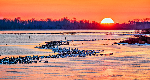 Migrating Geese At Sunrise P1180627-33