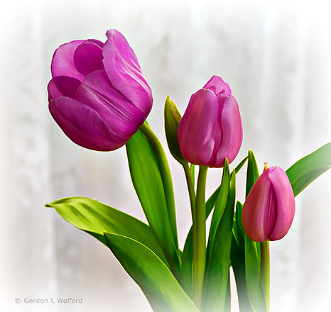 Pretty Pink Tulips P1180730-2
