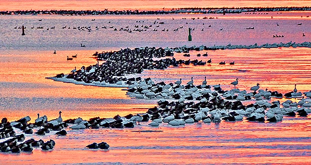 Migrating Geese At Sunrise P1180571
