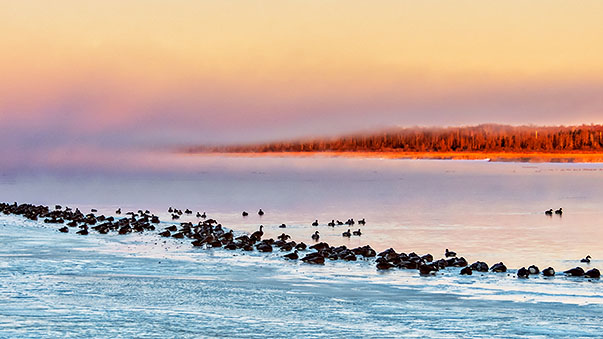 Migrating Geese At Sunrise DSCN03515