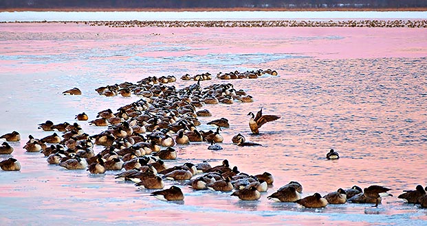 Migrating Geese At Sunrise P1190077