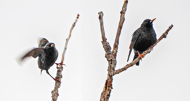 Two Starlings DSCN04108