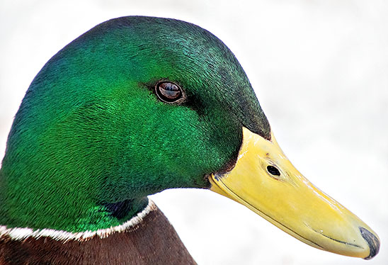 Mallard Drake Profile DSCN03660