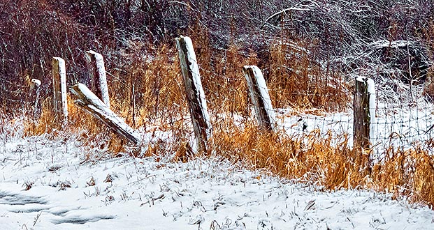 Snowy Fence Posts DSCN04180