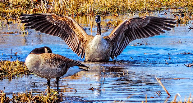 Stretching Goose DSCN04687