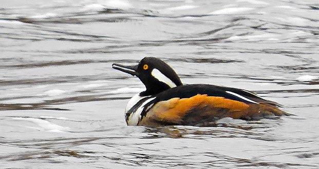 Male Hooded Merganser DSCN04752