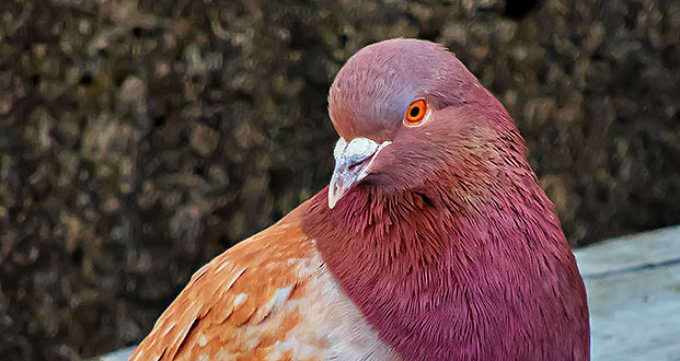 Pretty Pigeon DSCN05140