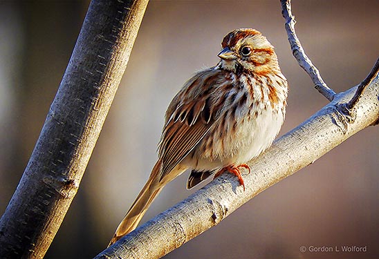 Song Sparrow DSCN05595