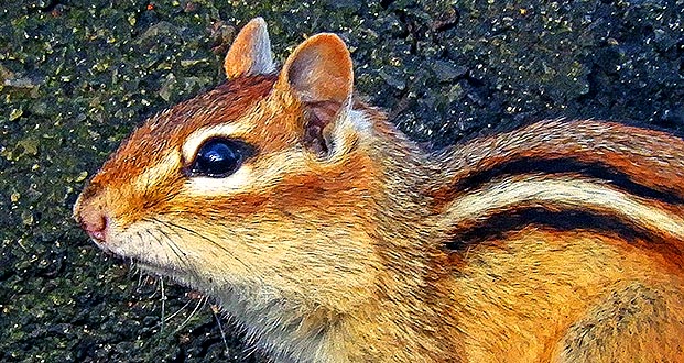 Chippie Up Close DSCN05620