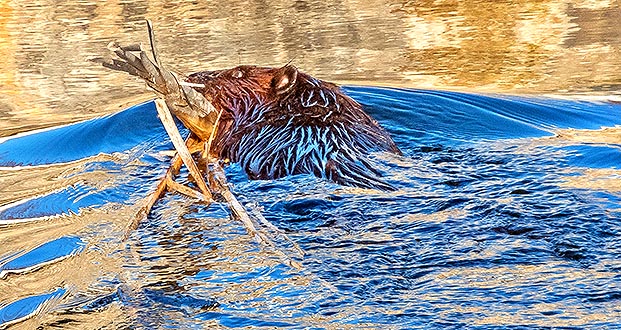 Busy Beaver DSCN06146 (crop)