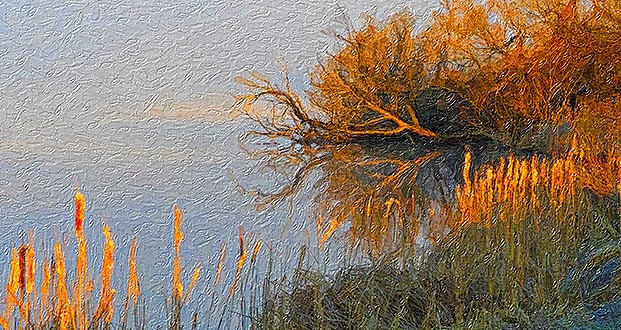 Fallen Trees At Sunrise DSCN06107