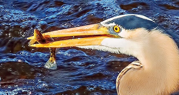 Heron With A Catch DSCN06358
