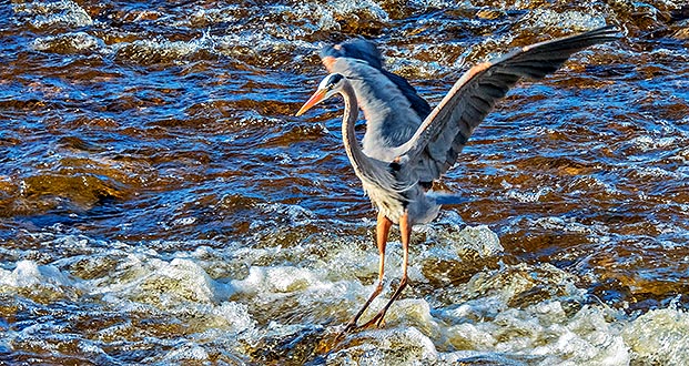 Heron Landing DSCN06343