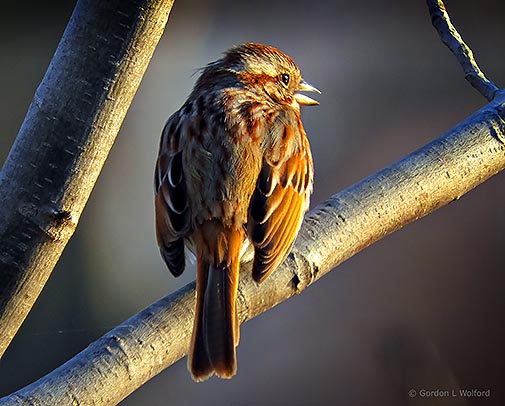 Getting The Song Sparrow Cold Shoulder DSCN05584