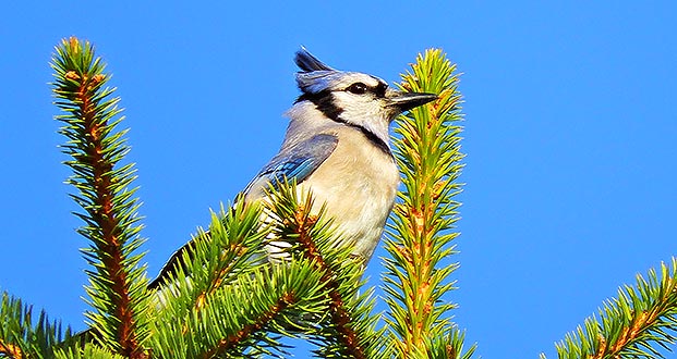 Blue Jay Atop A Pine Tree DSCN06694