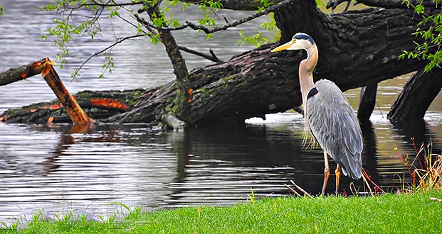 Canalside Heron DSCN06902
