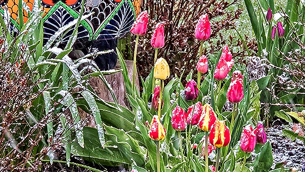 Snowy Tulips DSCN07216