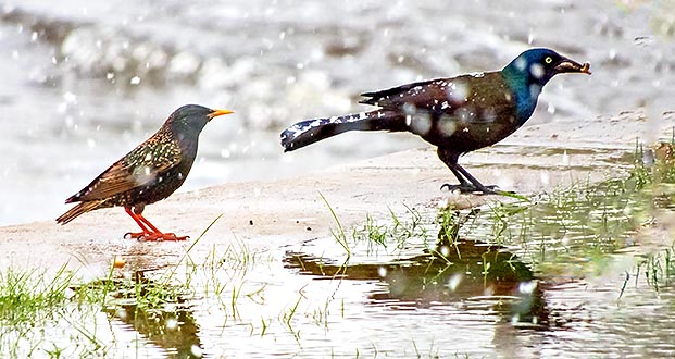 Starling & Grackle In May Snow DSCN07247