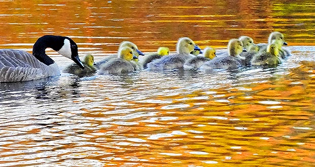 Guiding A Gaggle Of Goslings DSCN08308