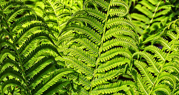 Backlit Ferns DSCN08633