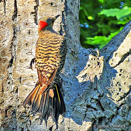 Flicker On A Tree DSCN09059