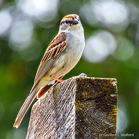 Chipping Sparrow DSCN09183