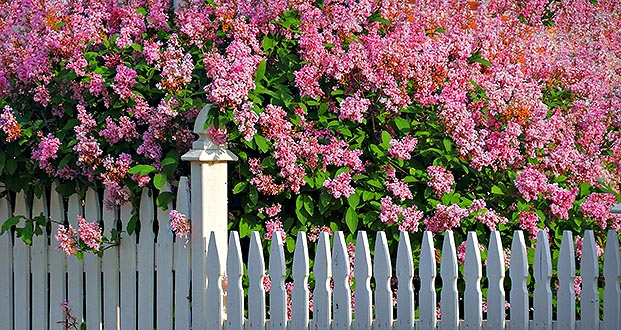 Lilacs & Fence DSCN09492