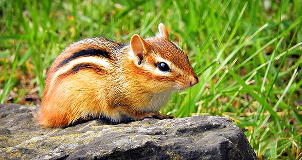 Chippie On A Rock DSCN09591