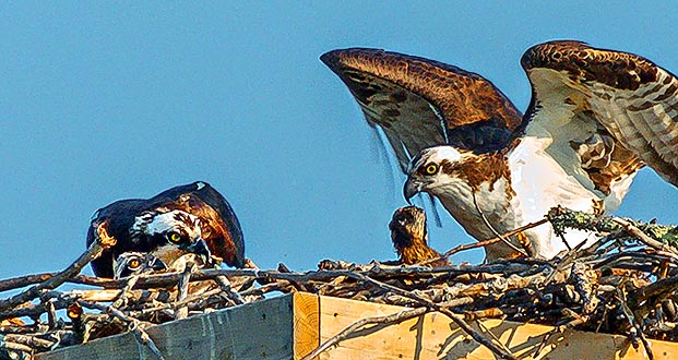 Osprey Family DSCN09969