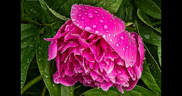 Wet Peony DSCN10307