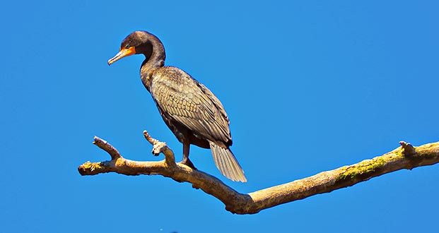 Cormorant Out On A Limb DSCN08997
