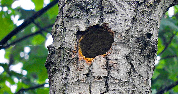 Empty Nest DSCN11001