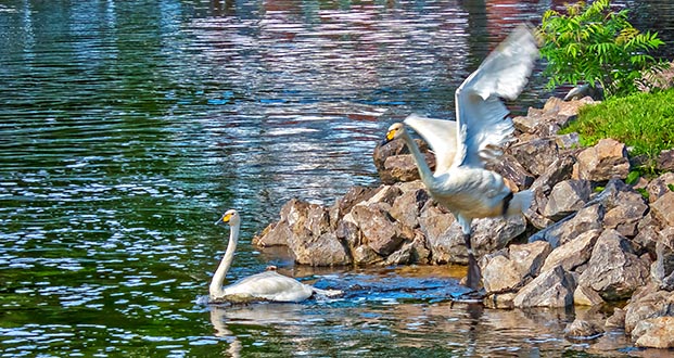 Town Swans DSCN11474