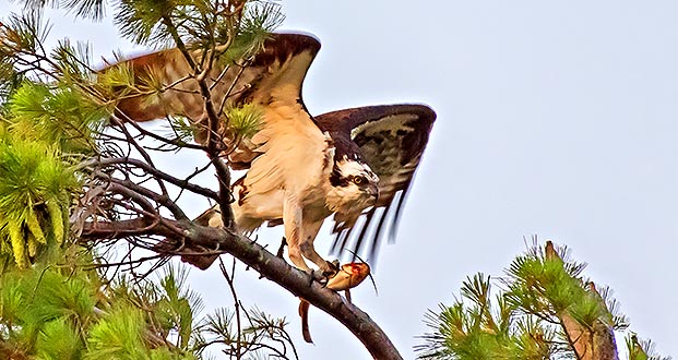 Osprey With Breakfast DSCN11505