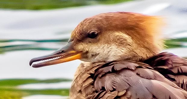 Merganser Profile DSCN12022