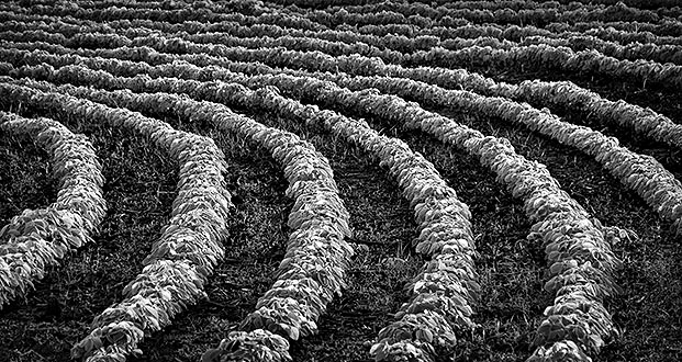 Soy Bean Field P1220571-3BW