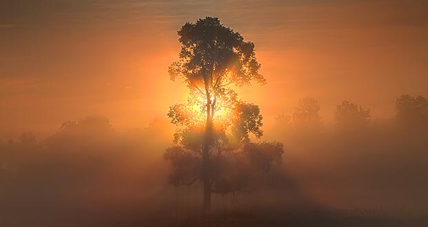 Tree In Sunrise Fog P1220790-6